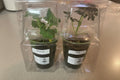 Grow with Ko Seedling Starter Vegetable Pack