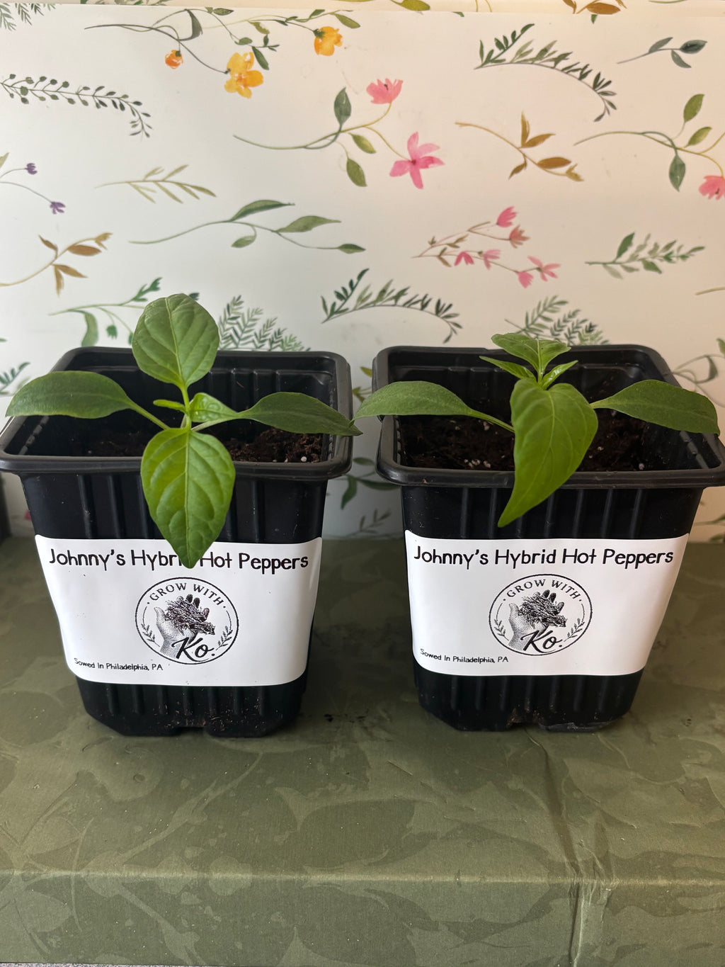 Grow With Ko Variety Starter Plants