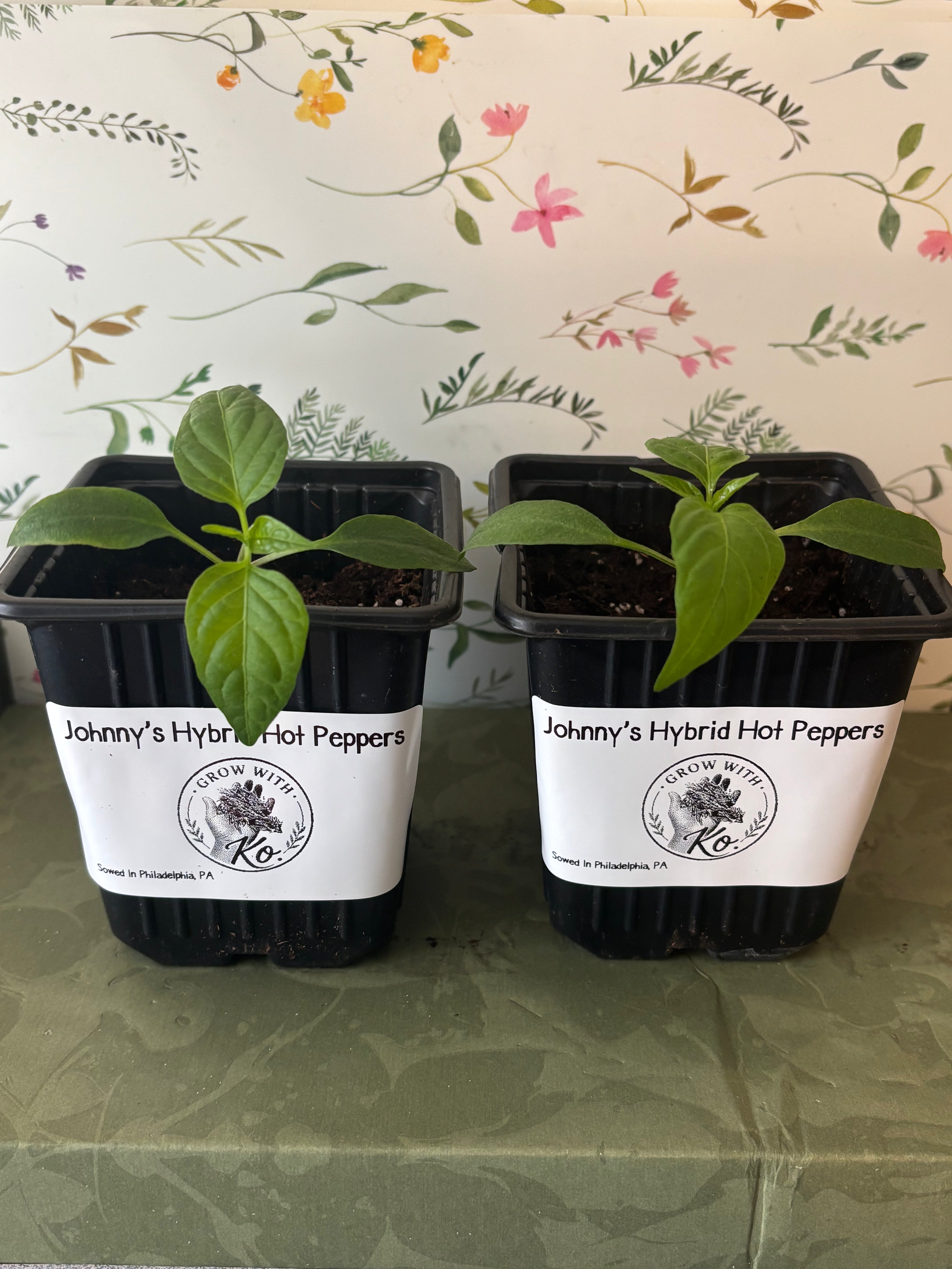 Grow With Ko Variety Starter Plants