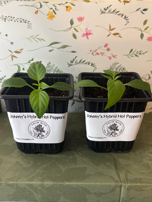 Grow With Ko Variety Starter Plants