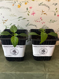 Grow With Ko Variety Starter Plants