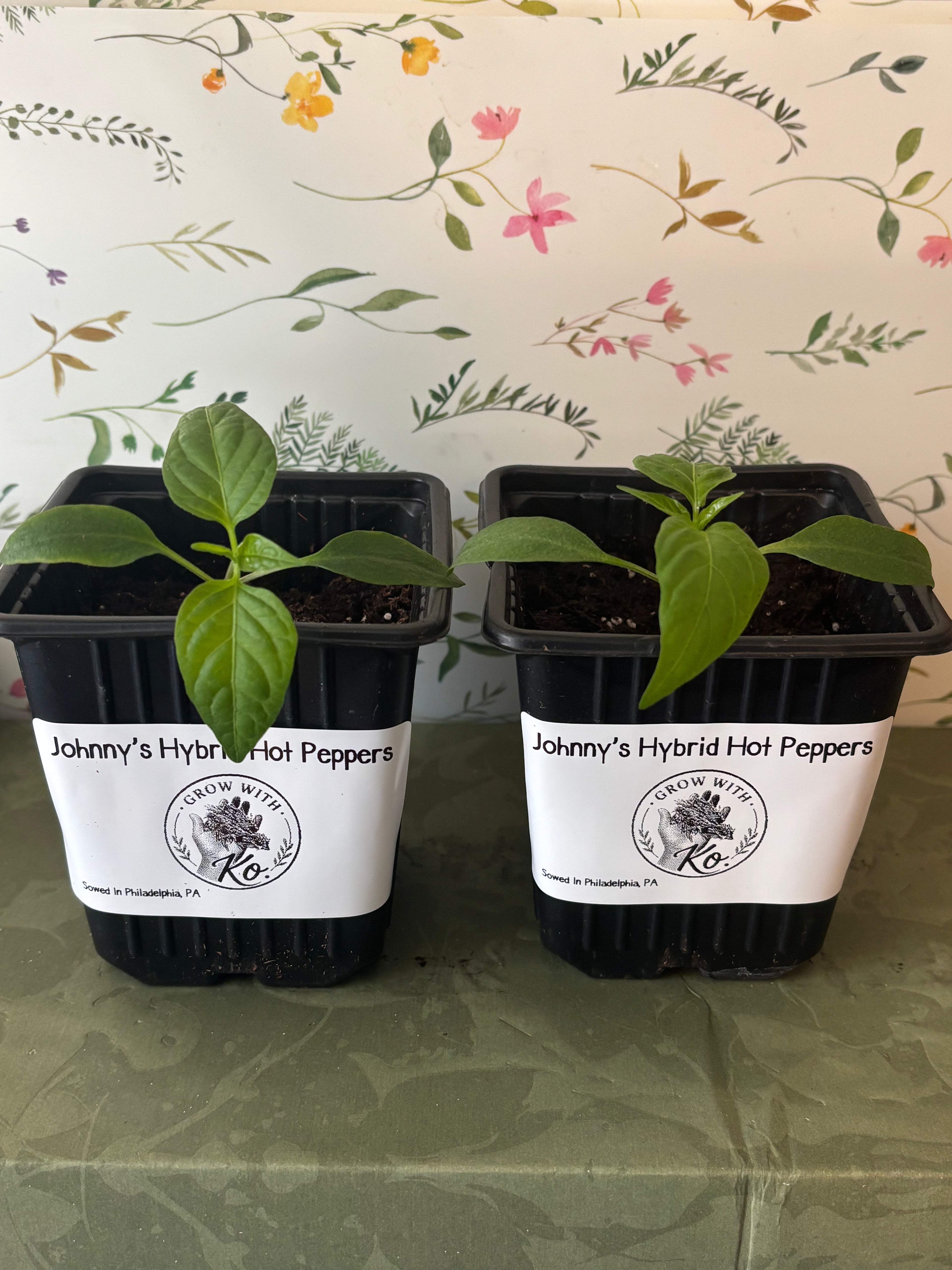 Grow With Ko Variety Starter Plants