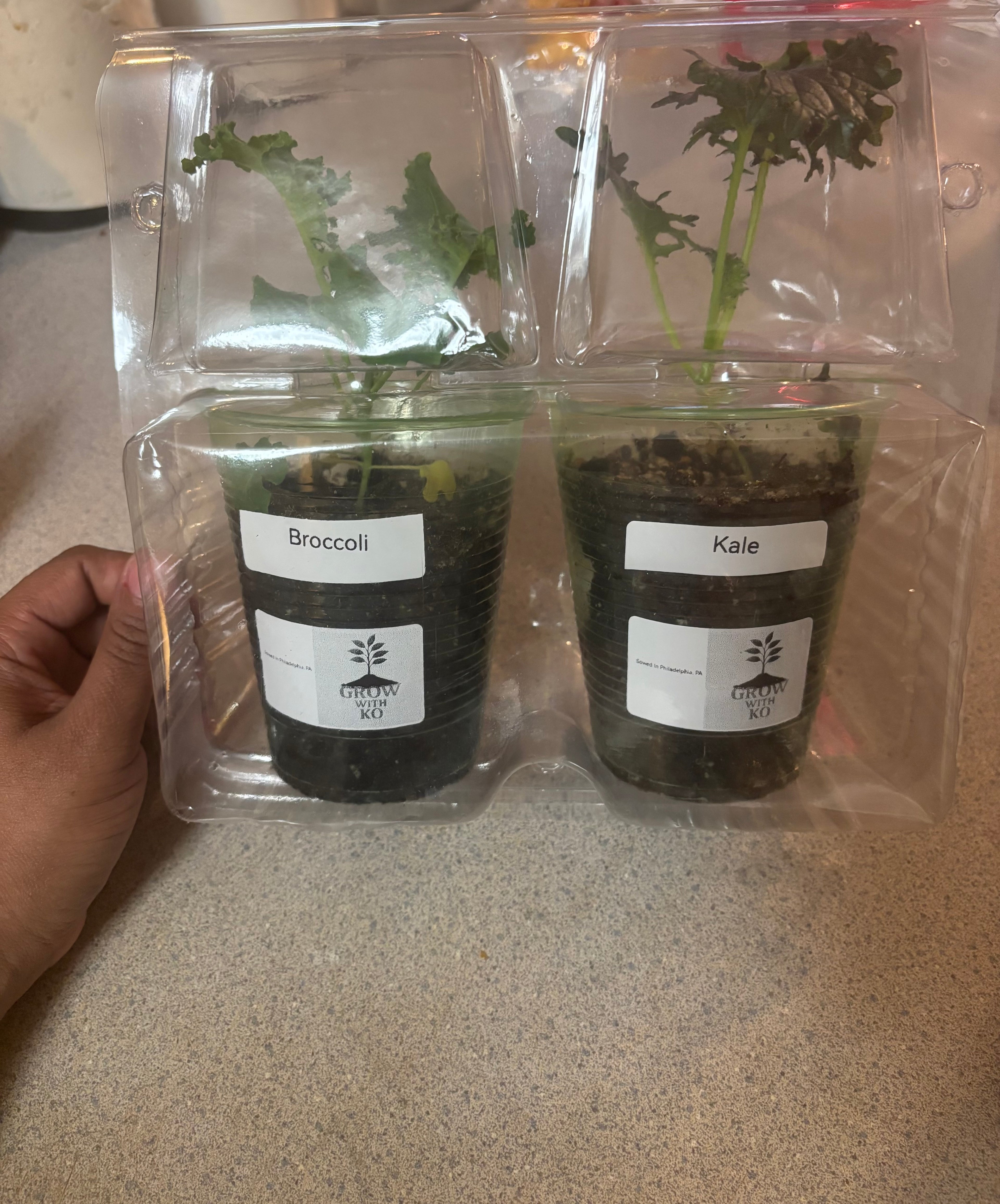 Grow With Ko Starter Plants